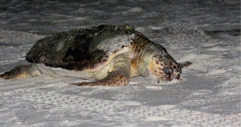 Tortugas en costas mexicanas.