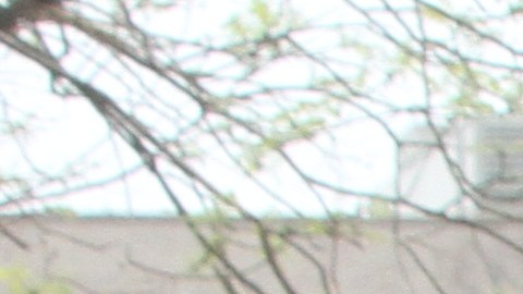 Pandillas en Corona, Queens.