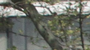 Vecindario de El Barrio y el complejo de NYCHA Robert Wagner Houses.