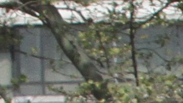 Vecindario de El Barrio y el complejo de NYCHA Robert Wagner Houses.