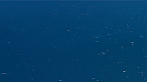 Las ballenas son un indicador de la salud de los ecosistemas.