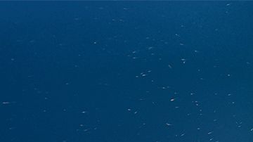 Las ballenas son un indicador de la salud de los ecosistemas.