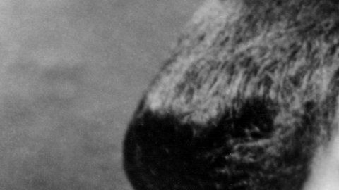 106292575_gettyimages-74286282