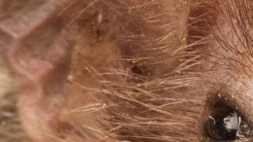 Los murciélagos tienen desarrollada su capacidad de ecolocalización.