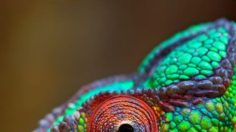 106347477_comp_getty