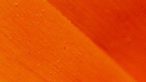 Las abejas se alimentaban del sudor de la mujer.