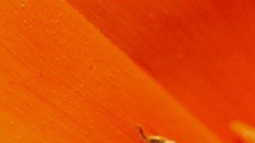 Las abejas se alimentaban del sudor de la mujer.