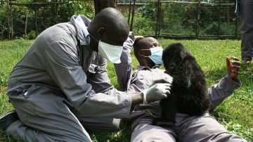 ¿La fiebre de los selfies llegó a los gorilas?