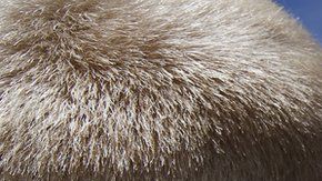 Los Boy Scouts tienen una trayectoria de más de un siglo.