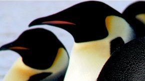 Los pinguinos emperador necesitan una plataforma estable para sus crías.