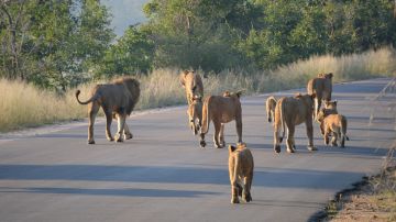 Leones en Kruger National Park.
