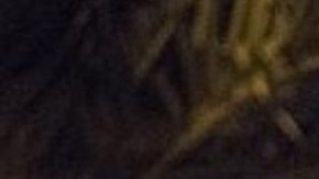 Dos nueva leyes permitirían a ICE operar con mayor facilidad en Florida.