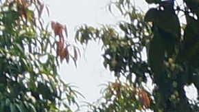 Los manifestantes quemaron las imágenes frente a una estación de migrantes en México.