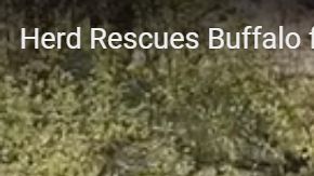 El búfalo tenía las de perder entre los leones y los cocodrilos.