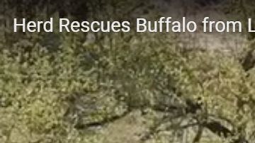 El búfalo tenía las de perder entre los leones y los cocodrilos.