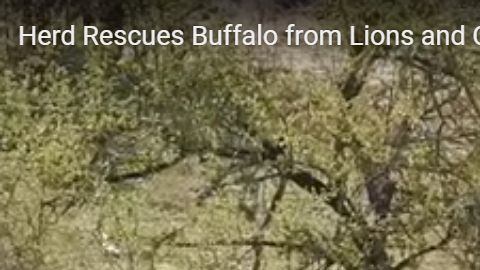 El búfalo tenía las de perder entre los leones y los cocodrilos.