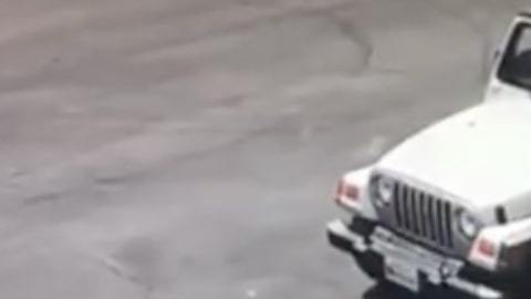 Un video muestra cómo la mujer tiró los cachorros a la basura.