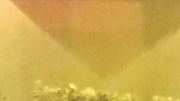 Un cocodrilo a la entrada de una casa en la Pequeña Habana, en Miami.