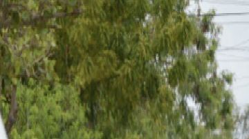 Mujeres Cártel del Noreste CDN