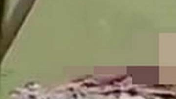 Video muestra al reptil con el cadáver en sus mandíbulas.