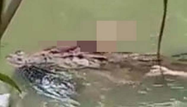 Video muestra al reptil con el cadáver en sus mandíbulas.