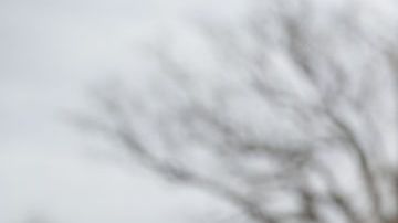 Trump fue lo bastante inteligente para darse cuenta de este fenómeno reaccionario.