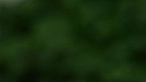 El presidente Donald Trump.