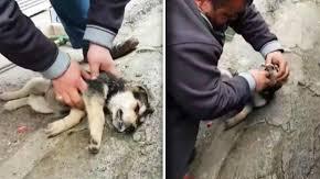 Un perrito se estaba asfixiando y un hombre lo salva milagrosamente.