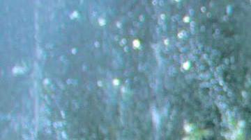 Estefany Méndez fue despedida de Univision 14 San José por no llegarle a tiempo su renovación de DACA. (Foto suministrada0.