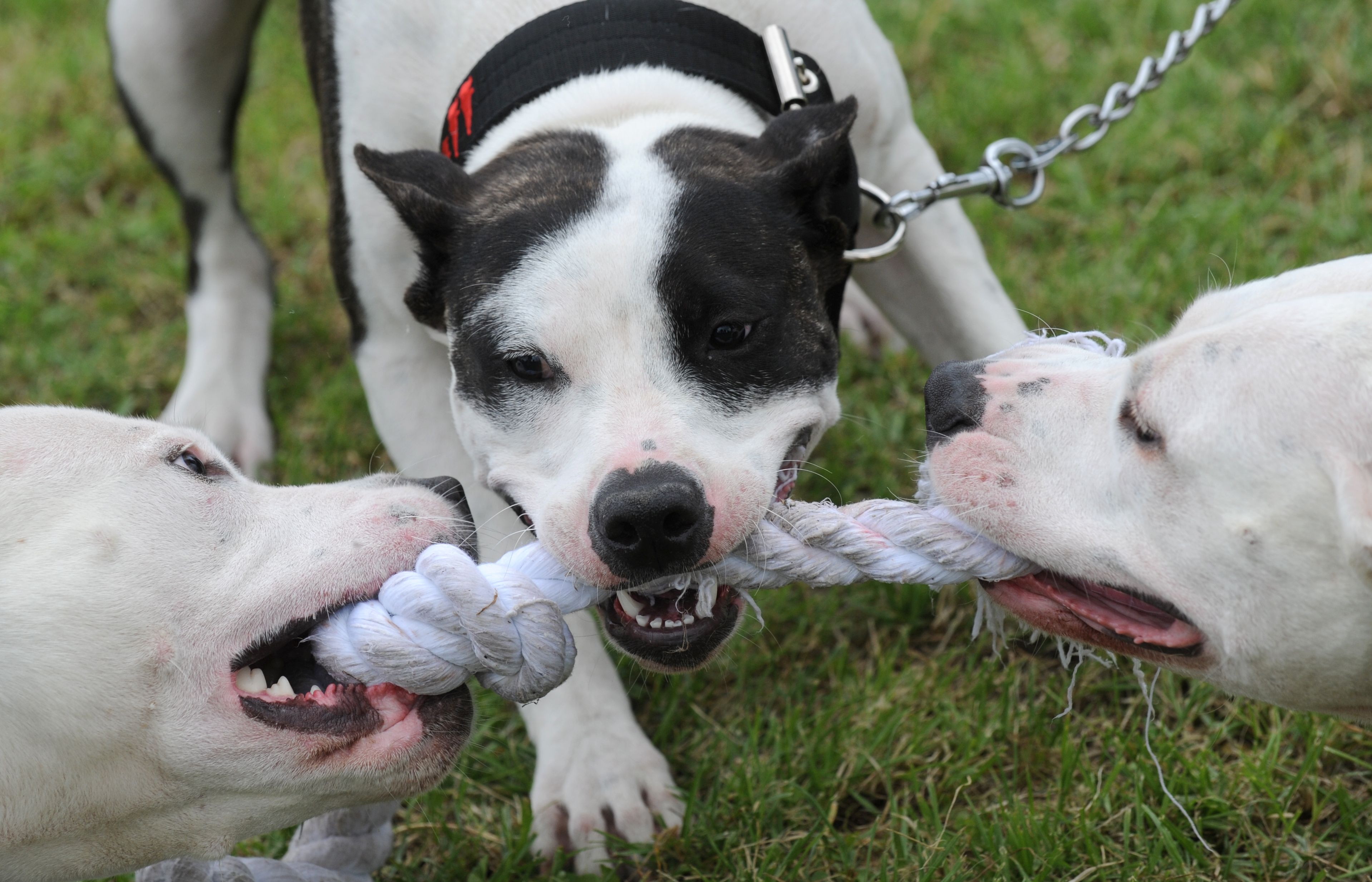 Los Pitbull Lideran Ataques De Perros A Personas En Nueva York - El ...