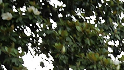 Stephen Miller es el asesor de Trump encargado de la política migratoria.