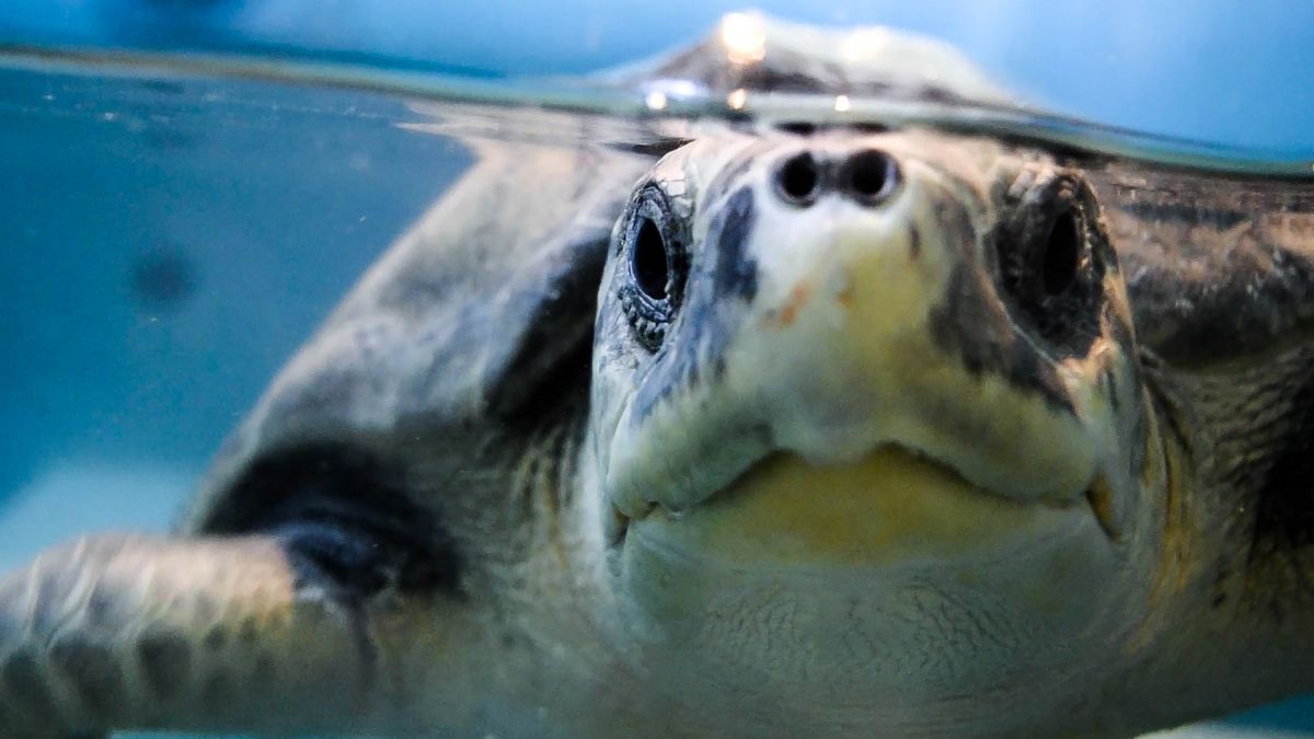 Las tortugas marinas están en peligro de extinción.