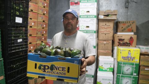 José Antonio Álvarez lleva una caja llena de aguacates en una distribuidora de Los Ángeles. / foto: Jorge Luis Macías.