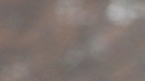 Alertan a los padres que supuestamente las vacunas portan "ADN de mono, rata y cerdo"