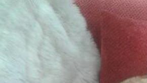 Un gato se acuesta sobre un hombre que no es su dueño.