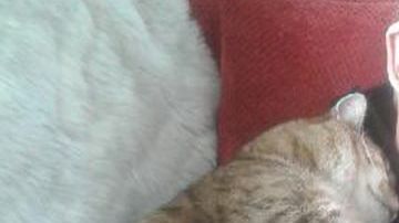 Un gato se acuesta sobre un hombre que no es su dueño.