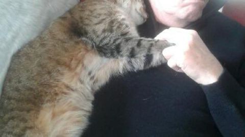 Un gato se acuesta sobre un hombre que no es su dueño.