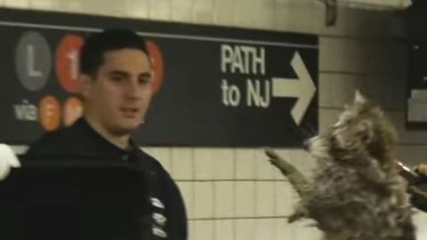 El mapache fue captado en la estación de la calle 14 con Sexta avenida de la línea F.