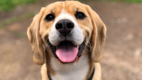 beagle