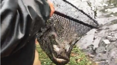 Momento de la liberación