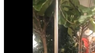 Pasajeros atrapados entre macetas de plantas inmensas