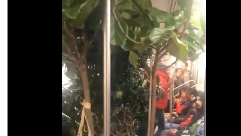 Pasajeros atrapados entre macetas de plantas inmensas