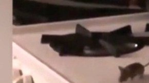 Ratas paseando por la cocina