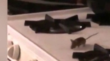Ratas paseando por la cocina