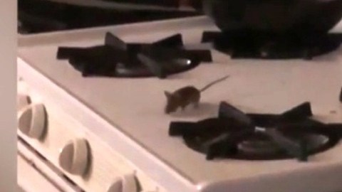 Ratas paseando por la cocina
