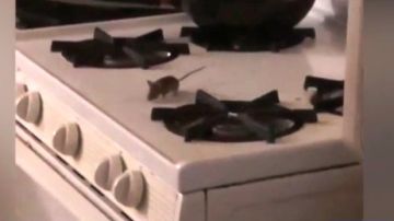 Ratas paseando por la cocina