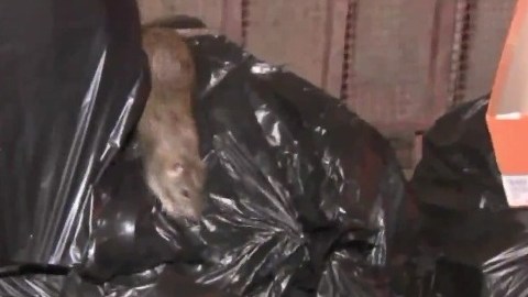 Ratas en la basura