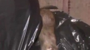 Ratas en la basura
