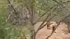 Los inmigrantes intentaron escapar de autoridades.