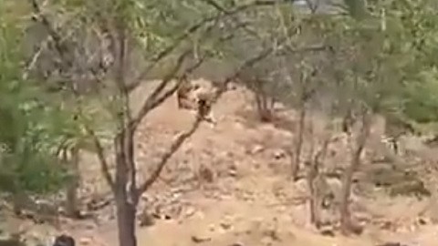 Los inmigrantes intentaron escapar de autoridades.
